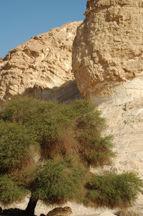 צילום: גילה טל 