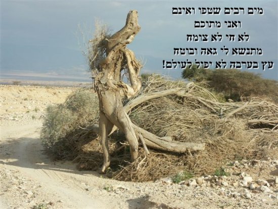 מים רבים שטפו ואינם/ ואני מתוכם / לא חי ולא צומח / מתנשא לי גאה ובוטח / עץ בערבה לא יפול לעולם!