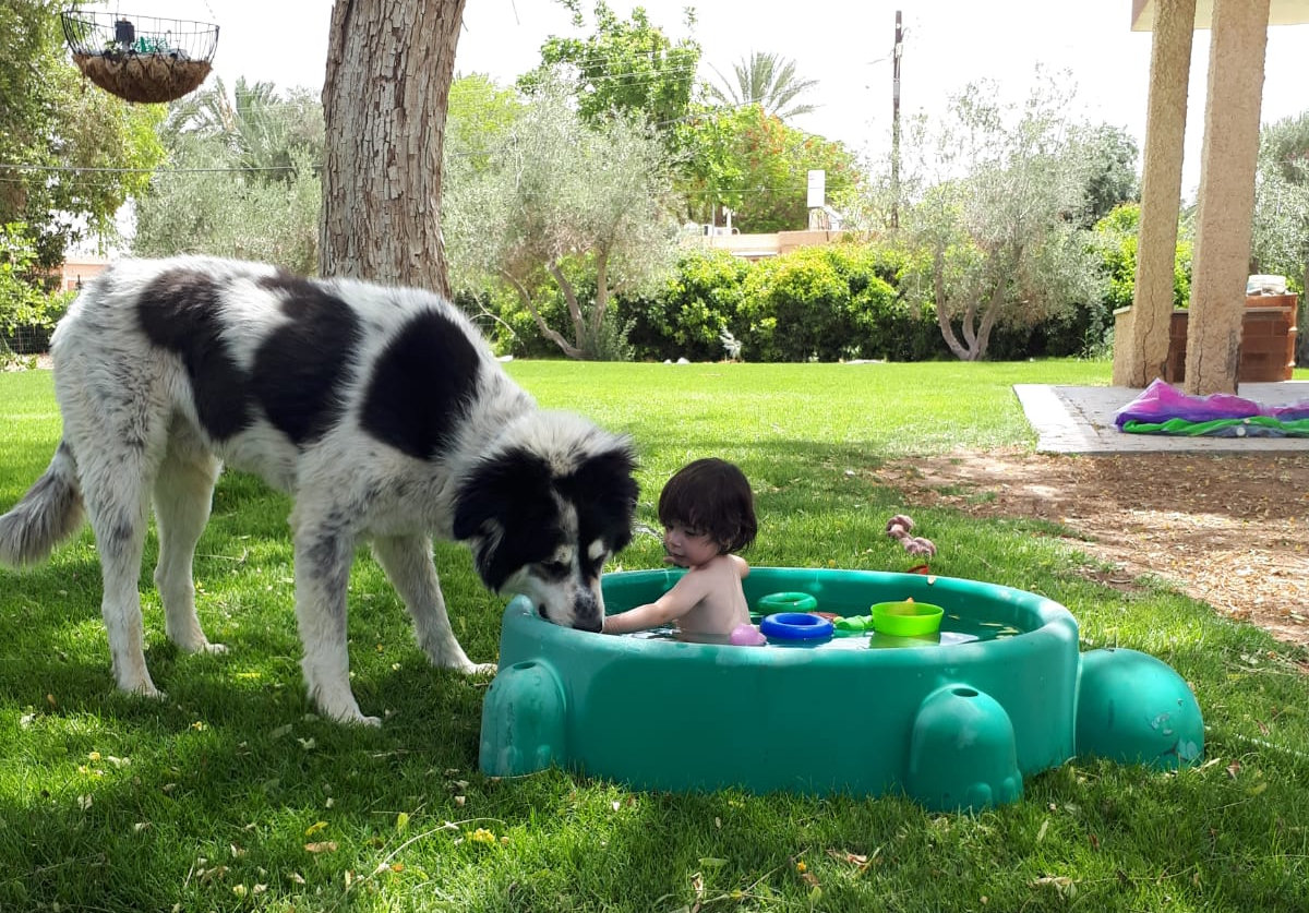 משפחת טל, עין-יהב