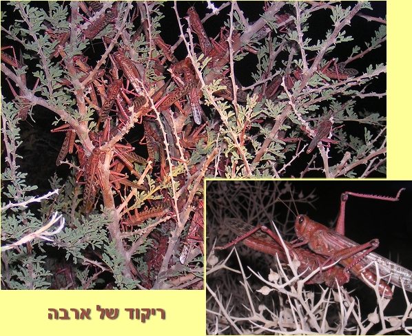 ריקוד הארבה