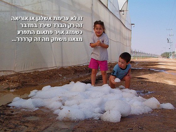 ברד