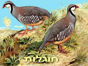 חוגלות