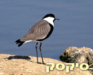 סיקסק