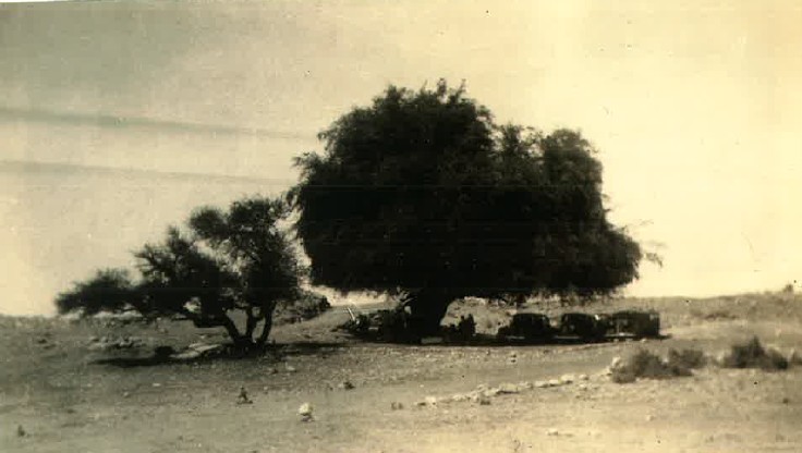 1940 (מירית גל-עד מתוך ערבה אין קץ - 163)