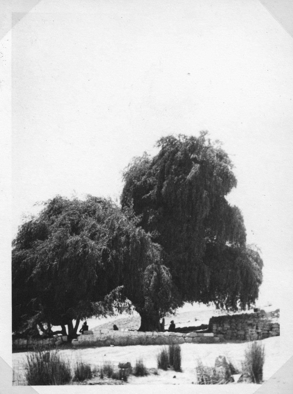 ריקה לויתן ,  1947
