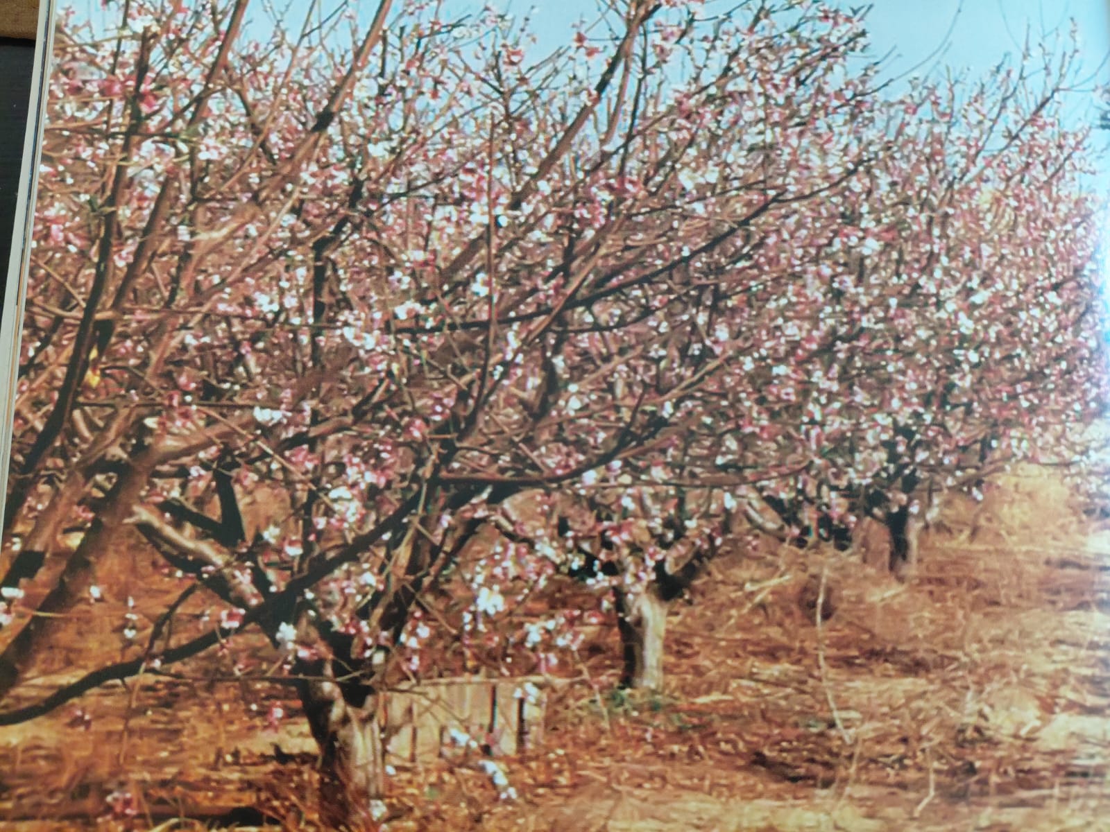 מטע האפרסקים בעין יהב 