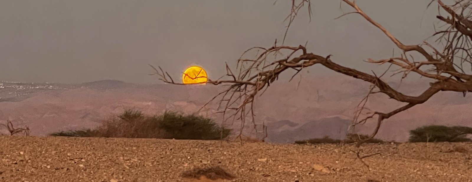 הגינה בואדי פורחת באביב - צילום נטע אור זריחת ירח בשיזף - צילום: גילה טל