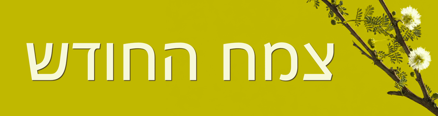 צמח החודש - בלוטנית מפורצת 