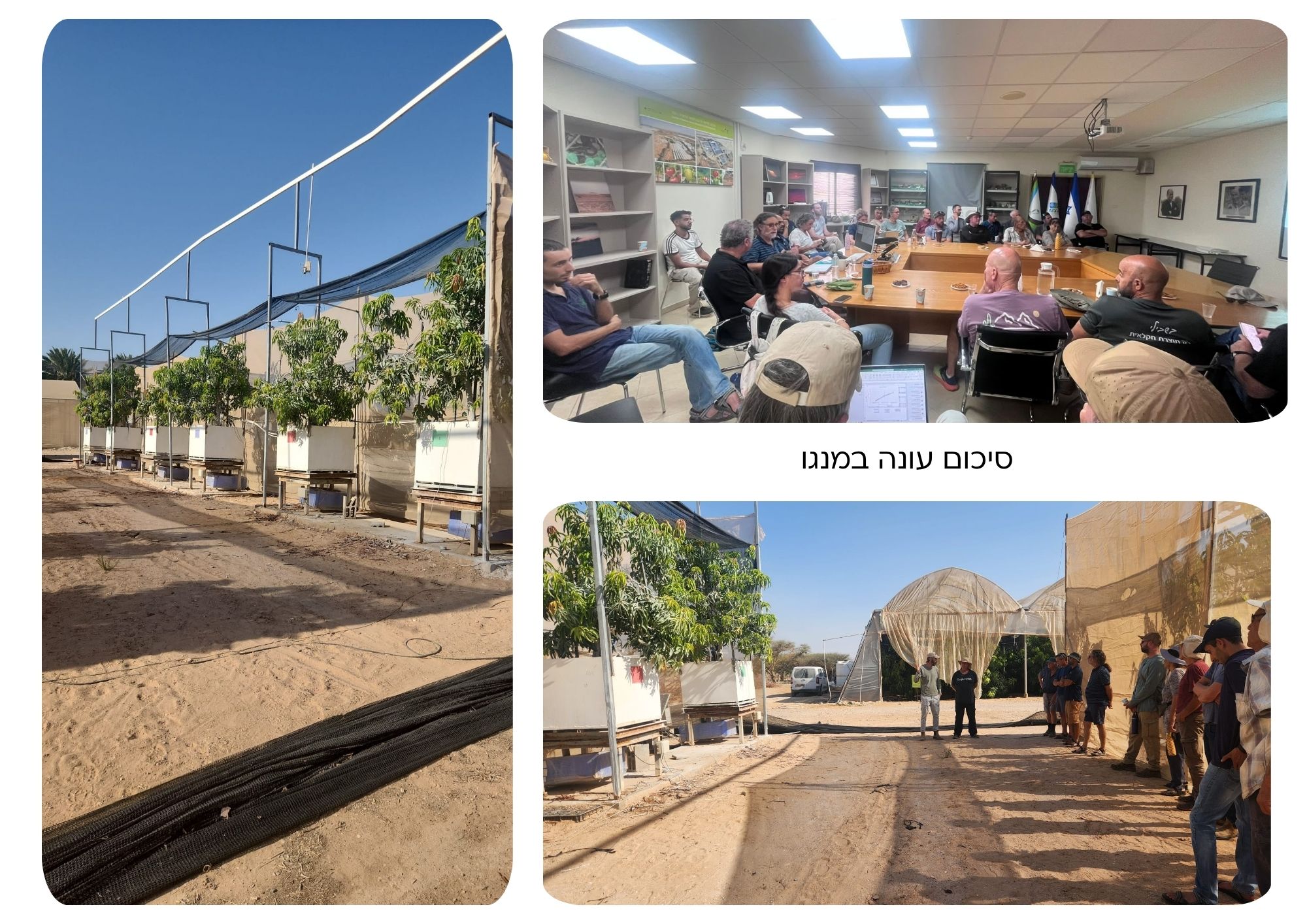סיכום עונה במנגו
