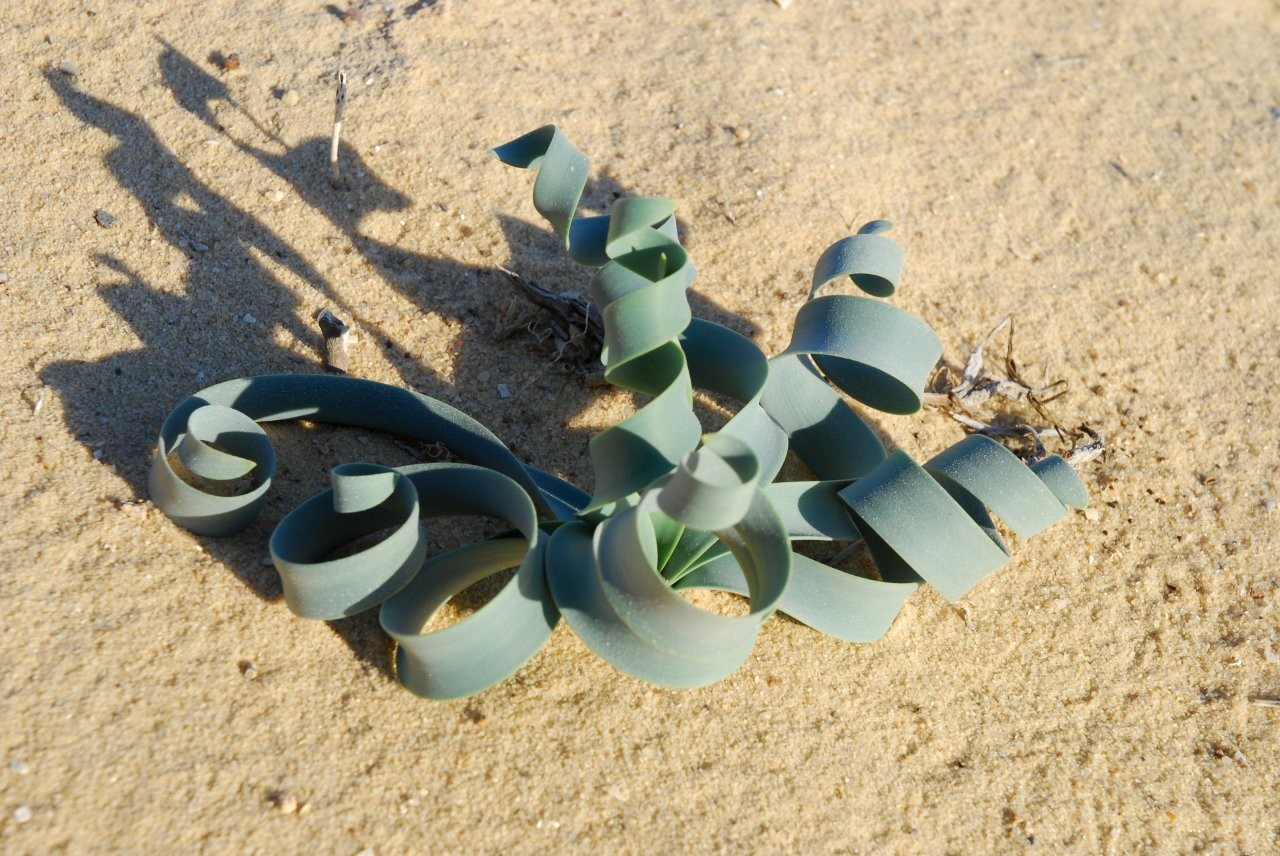 אך לא נשלם תפקיד הבצל שבאדמה – להצמיח עלים ירוקים שימלאוהו בכוח להעלות עמוד תפרחת חדש בסתיו הבא.
