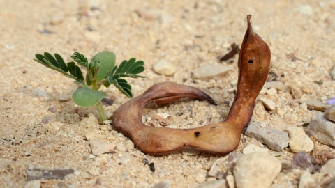 מקום 3 מבוגרים: נטע אור , עין יהב
