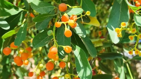 גופנן המדבר פירות על העץ (עץ)