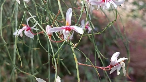 מורינגה רותמית פריחה