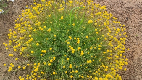 אהרונסונית פקטורי 