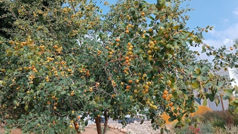 שיזף מצוי 