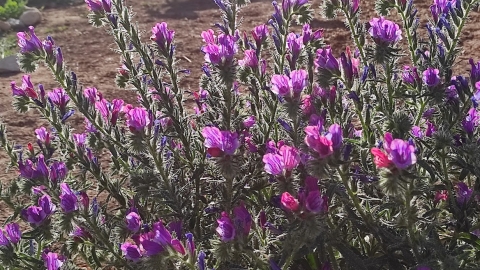 עכנאי זיפני
