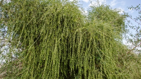 סהרונים בנחל שיזף
