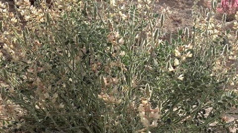 כרבולת אדומית